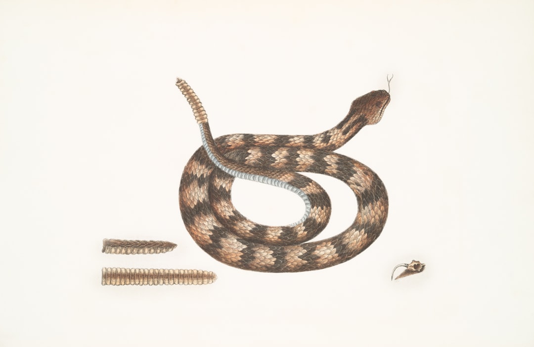 A coiled viper with patterned scales and fangs.