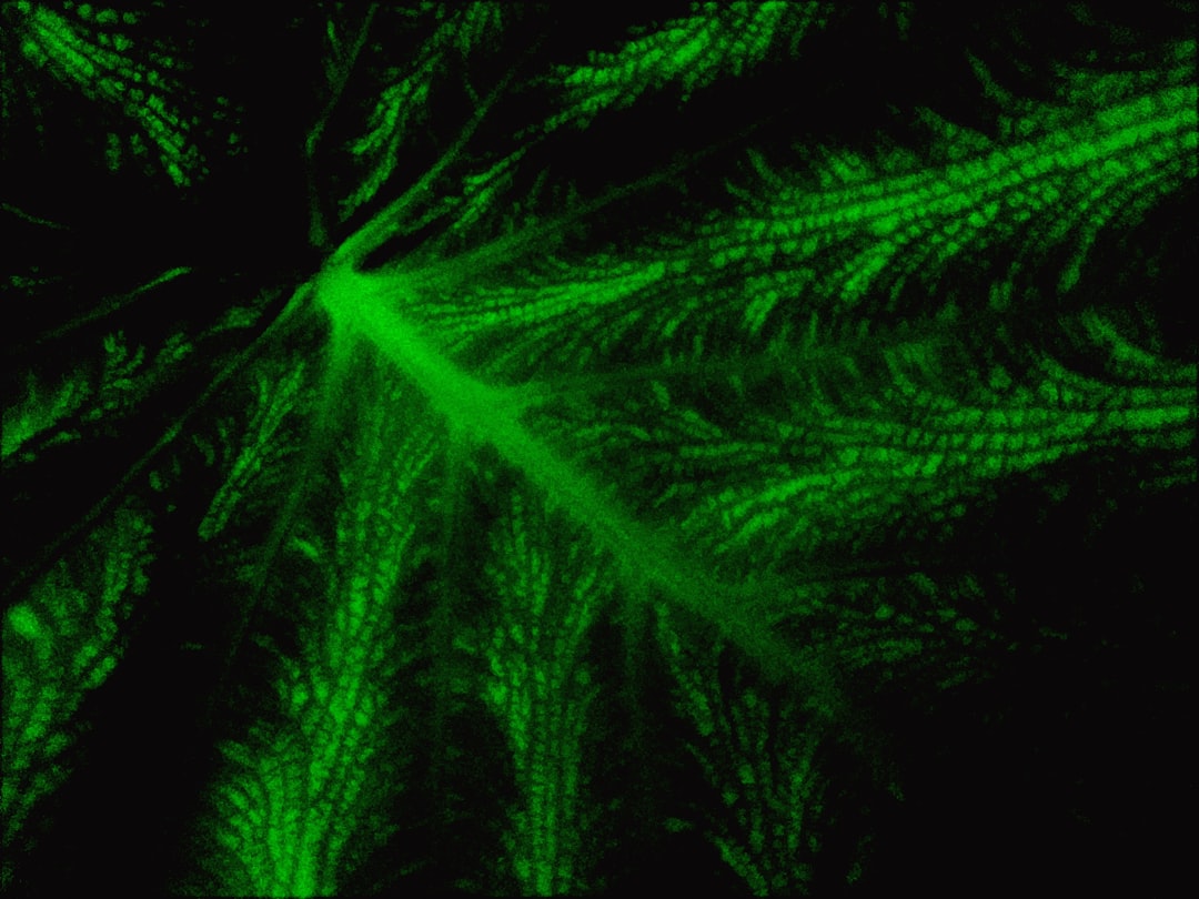 a close-up of some fireworks